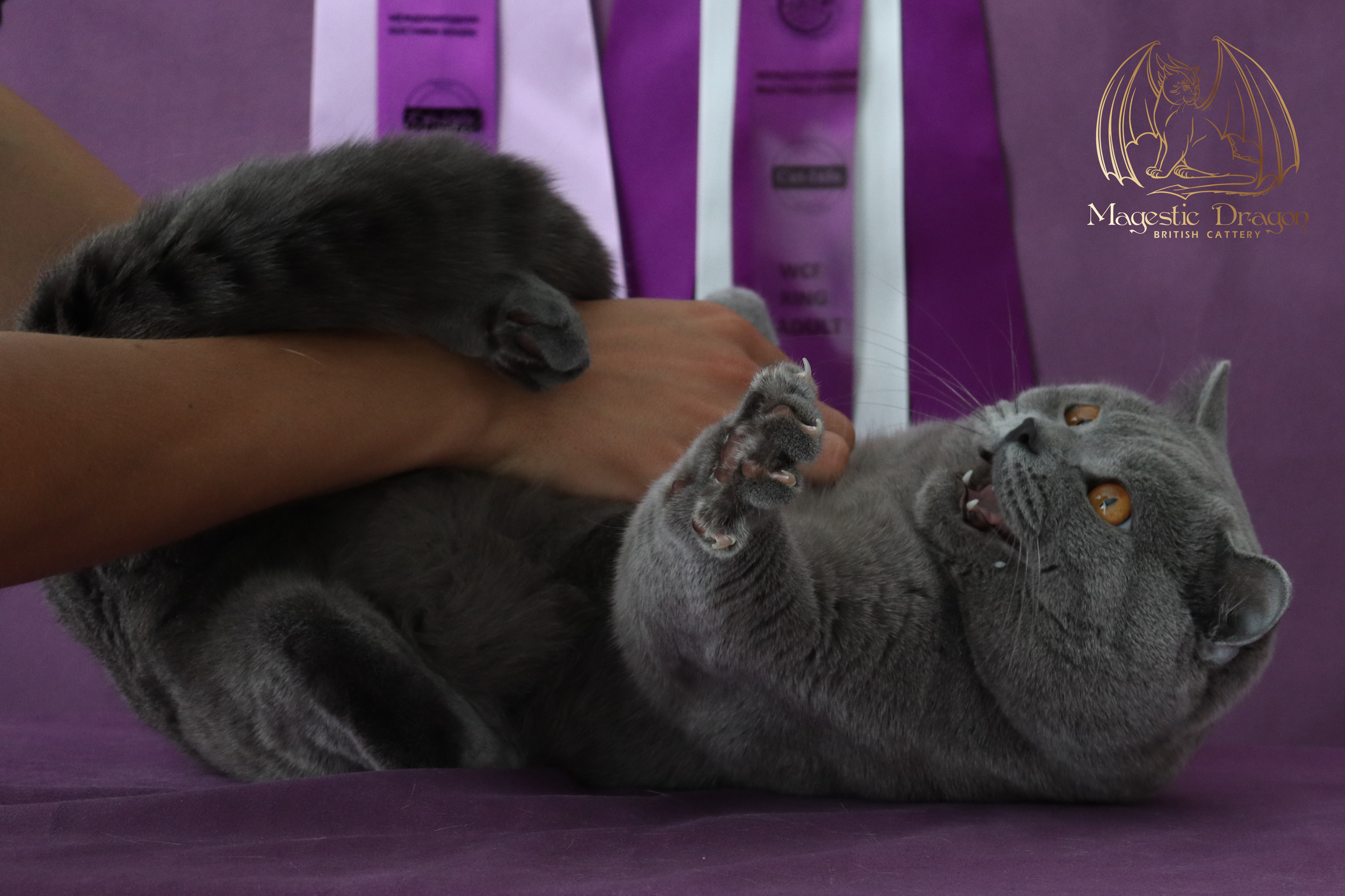 ICH. Majestic DragonByron